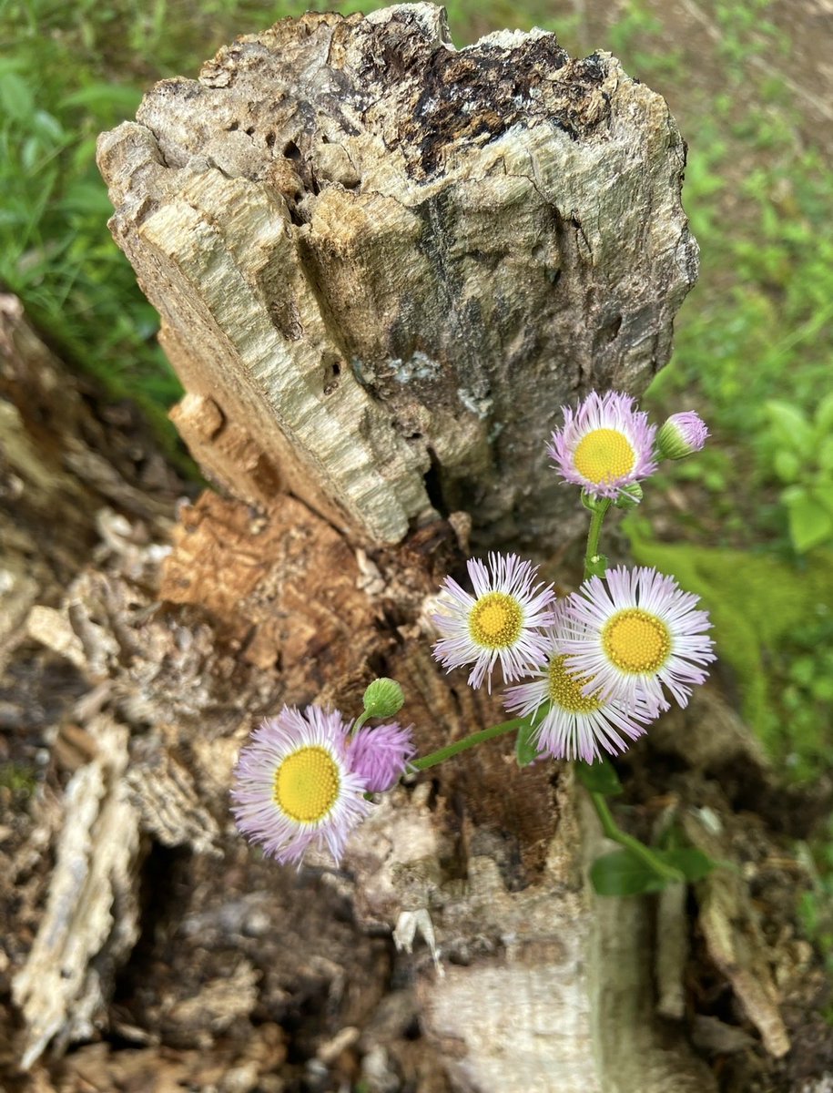 Michael S Smith tweet media