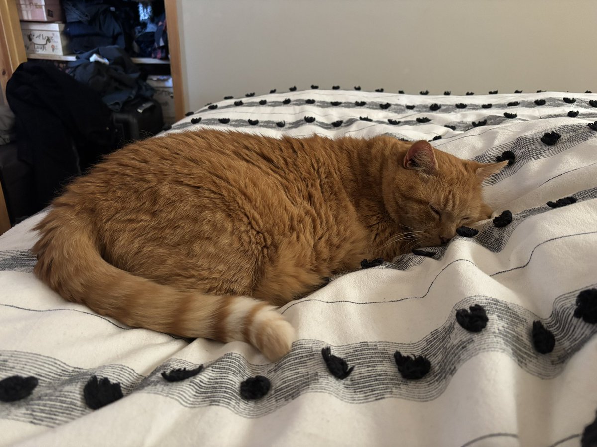 EddieBear Cat ♥️RIP Mr PatchyCat💔 tweet media