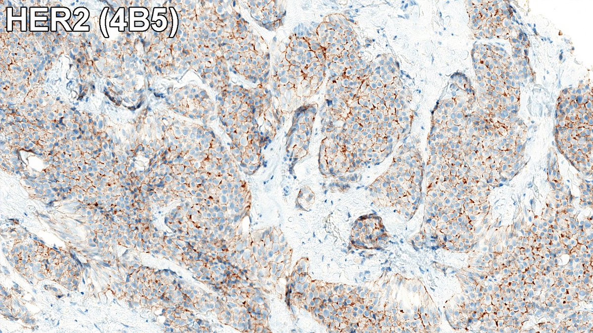 Raza Hoda MD tweet media