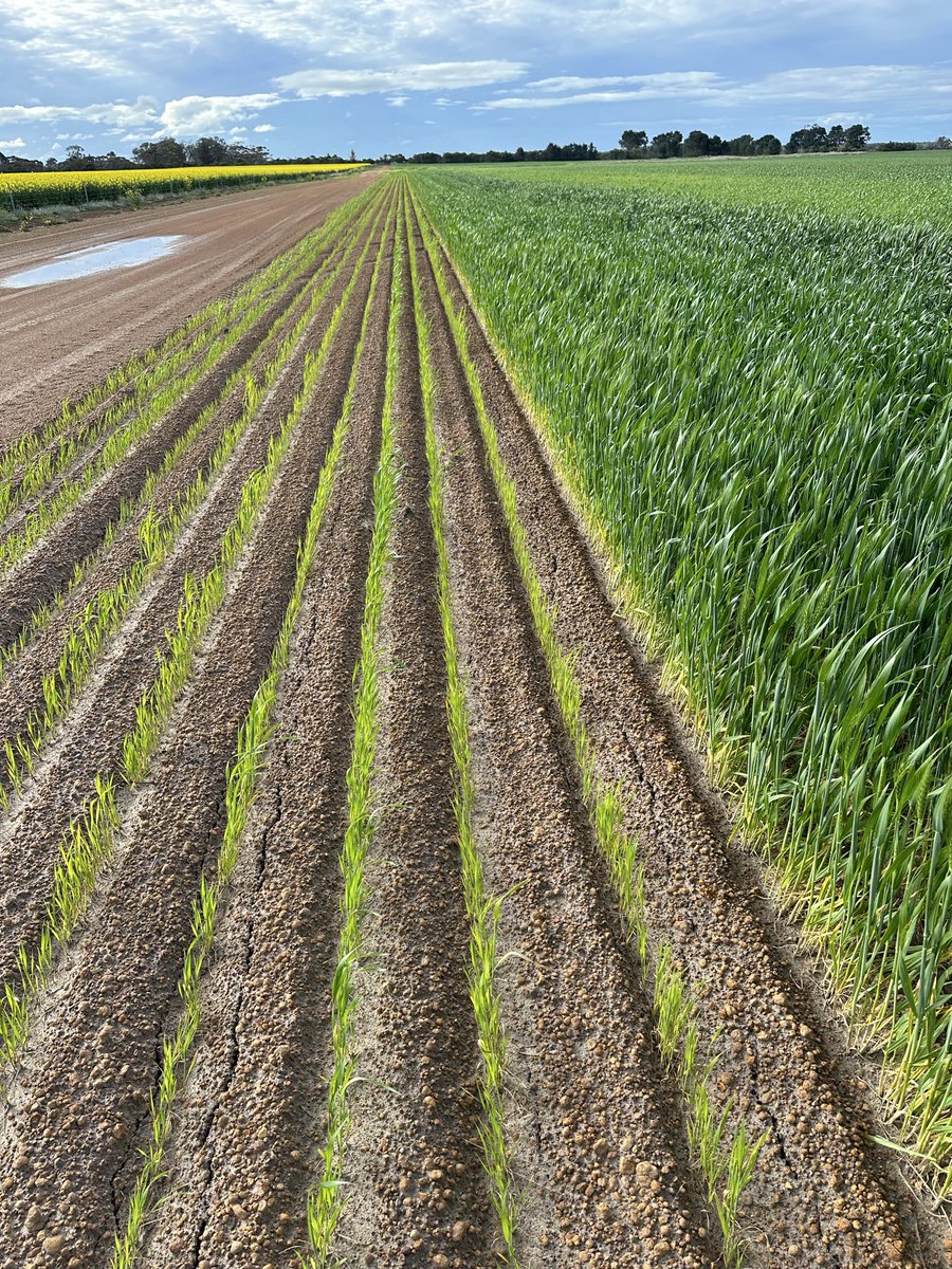 Michael Hart tweet media