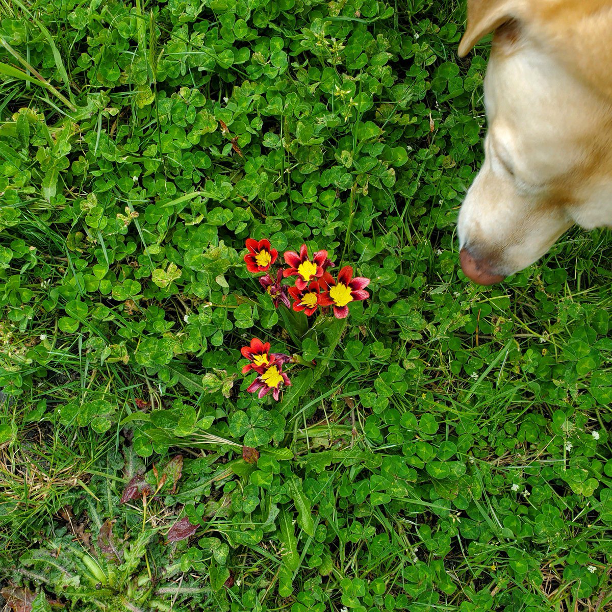 Amazing Grace 🇺🇸 🤍💙 tweet media