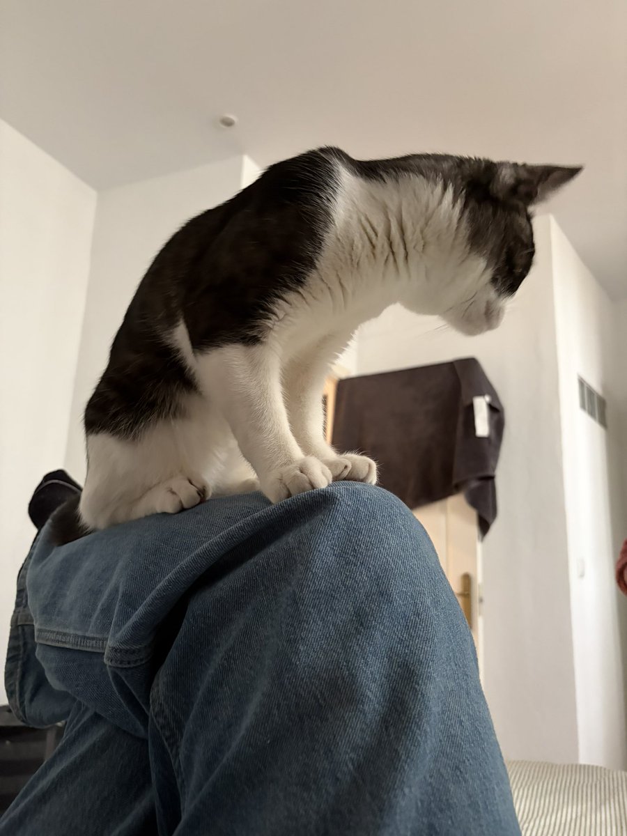 brook 🕷️ tweet media