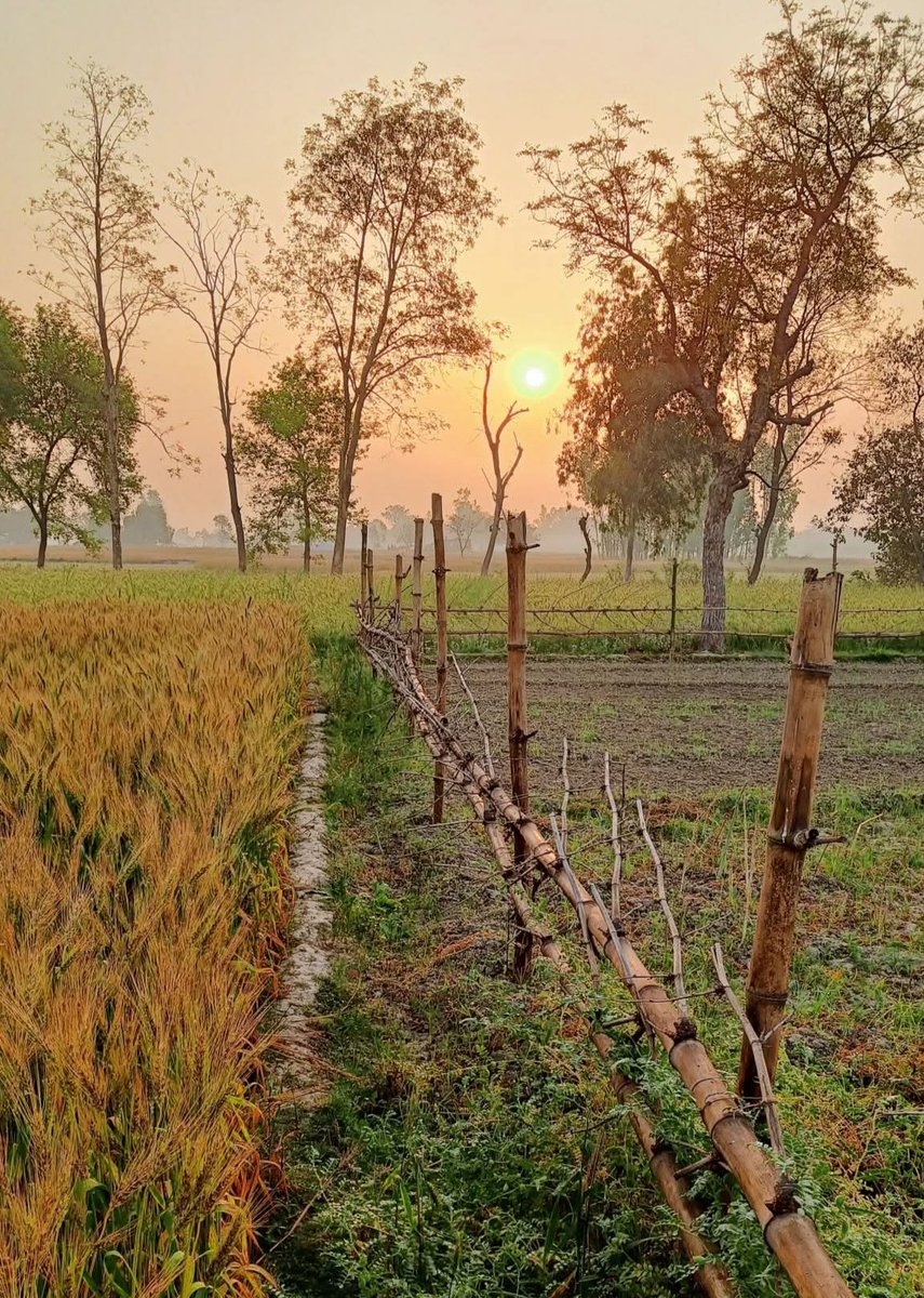 Sandhya Yadav tweet media