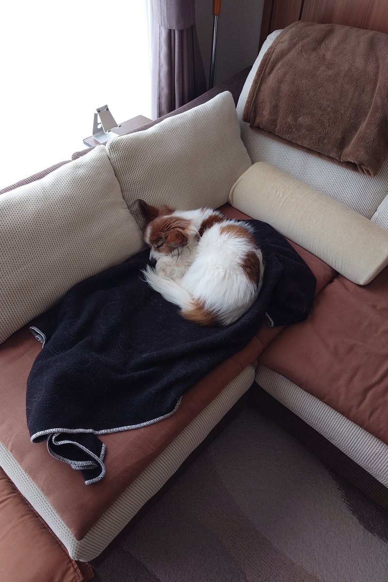 Sushibone09's tweet photo. Always enjoy your favorite spot with a comfortable nap! 😀 https://t.co/FndIqlIVZS