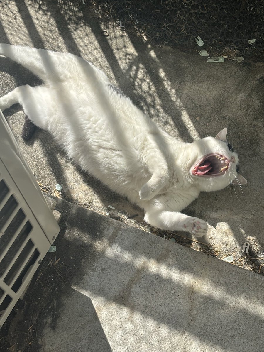 無力無善寺 tweet media