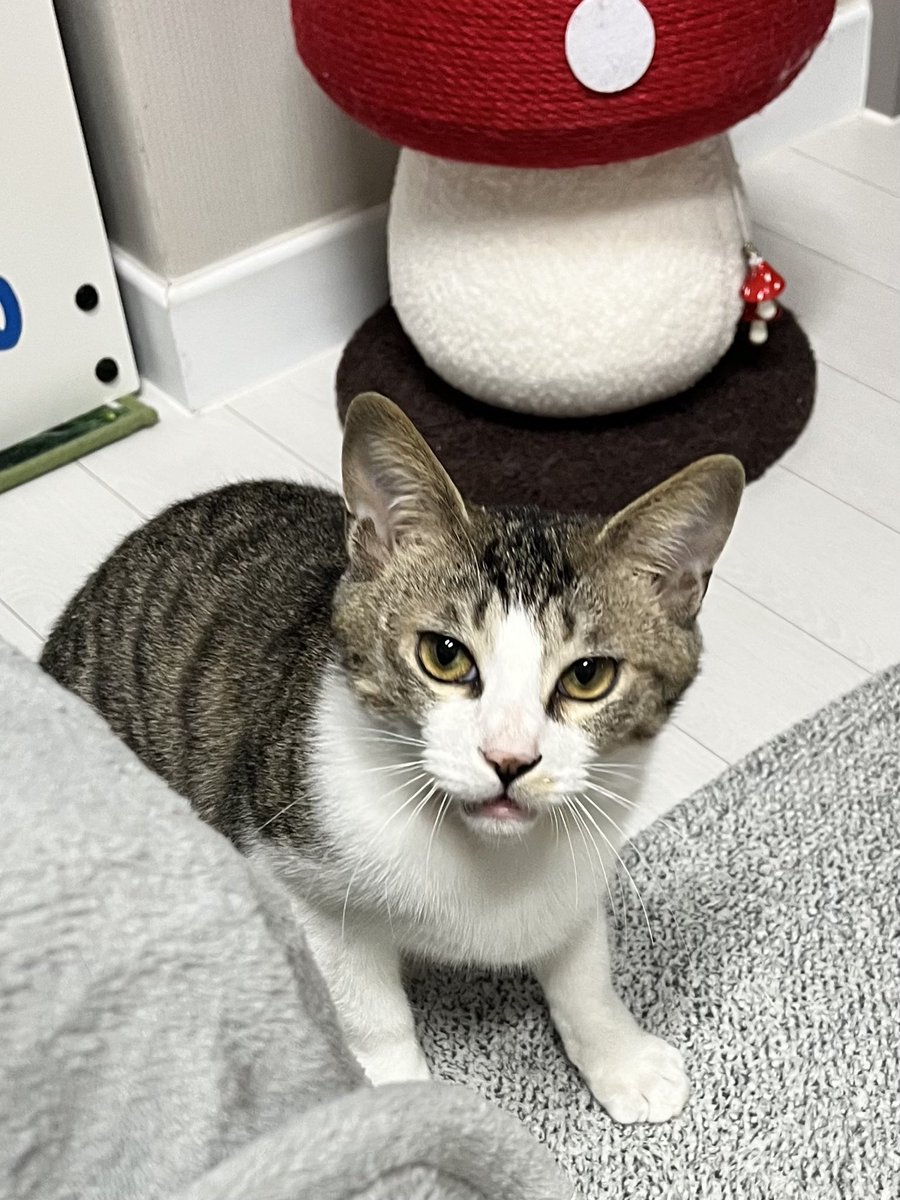 가족찾는 키미🐾 tweet media