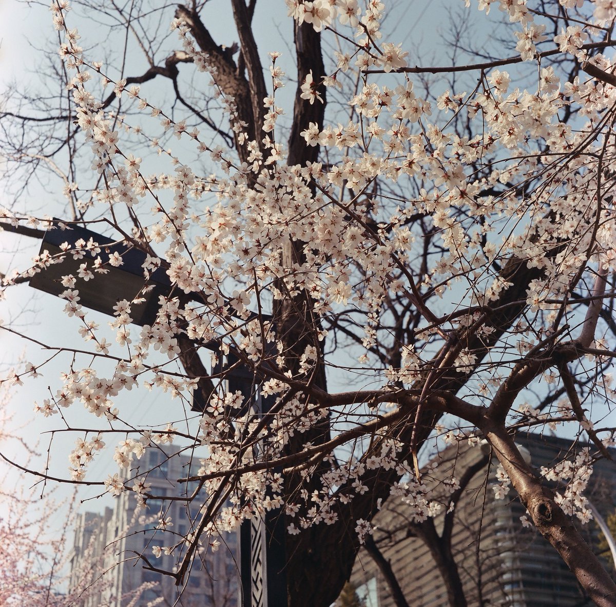 Magren_lin's tweet photo. 26年也是拍上胶片了

3月份的花 https://t.co/1uXC87l42O