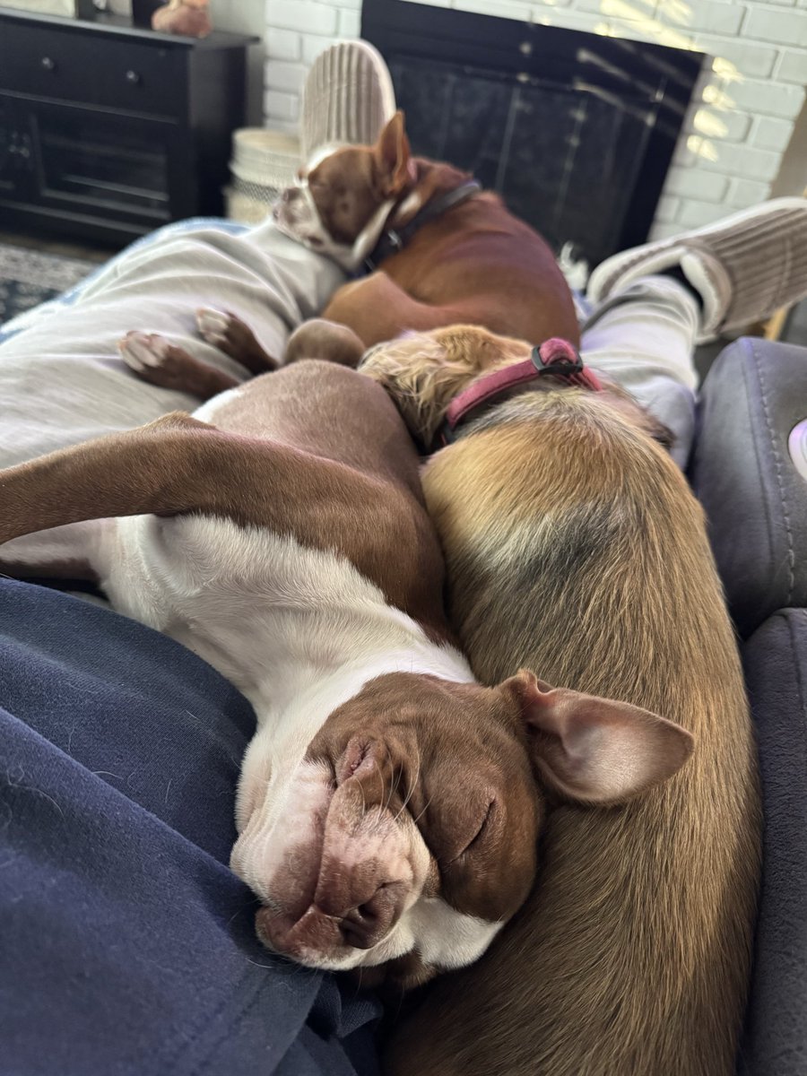 LocoMoco 🟡🦆🦍⛏️ tweet media