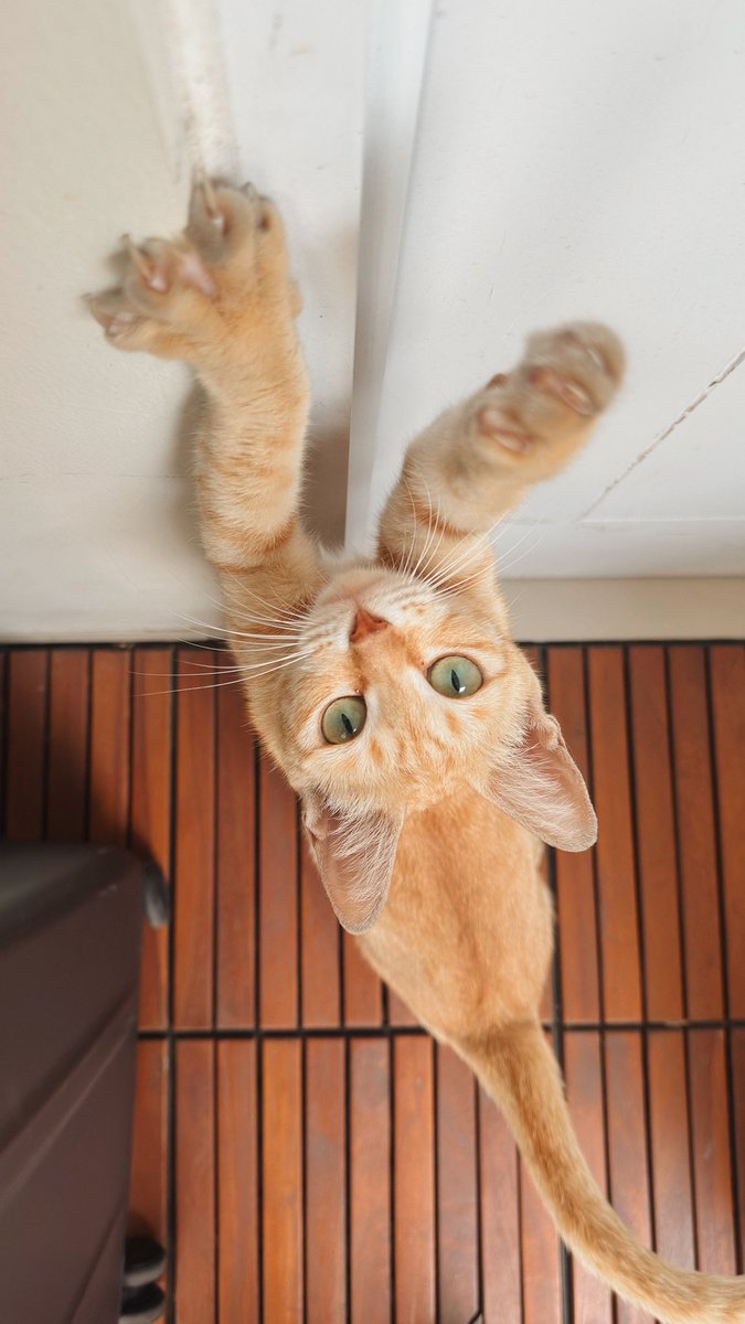 โยคาพรามูลา tweet media