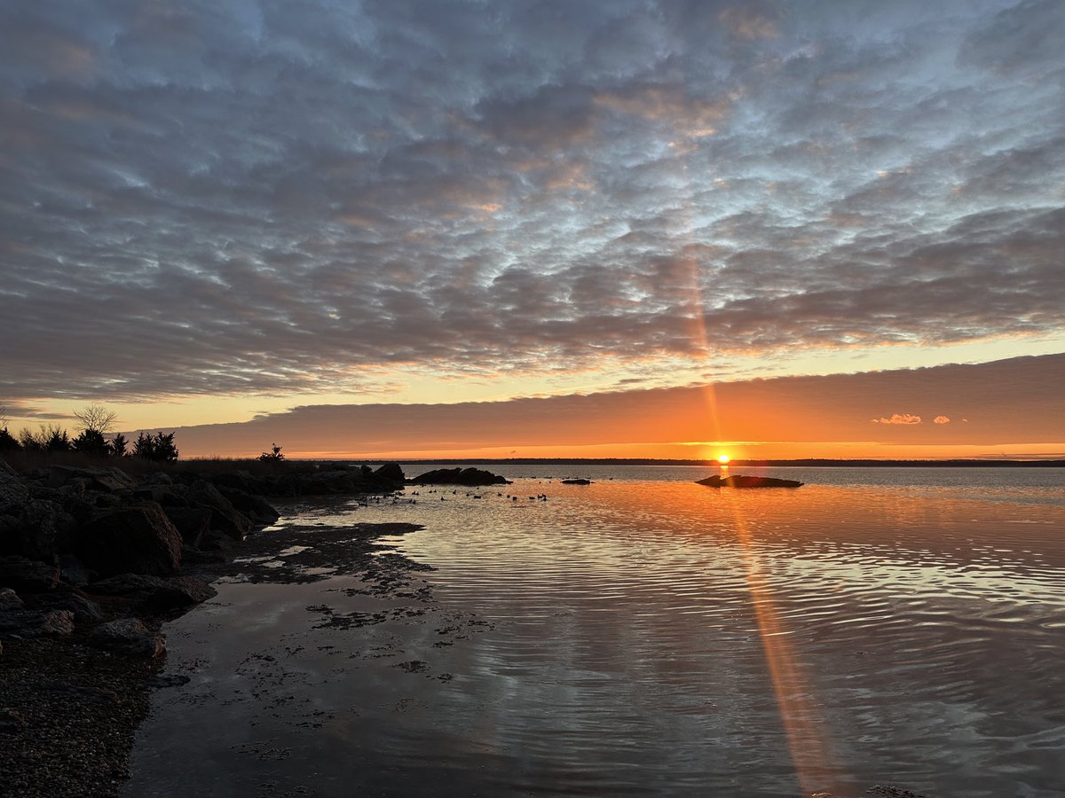 Ryron Gracie tweet media