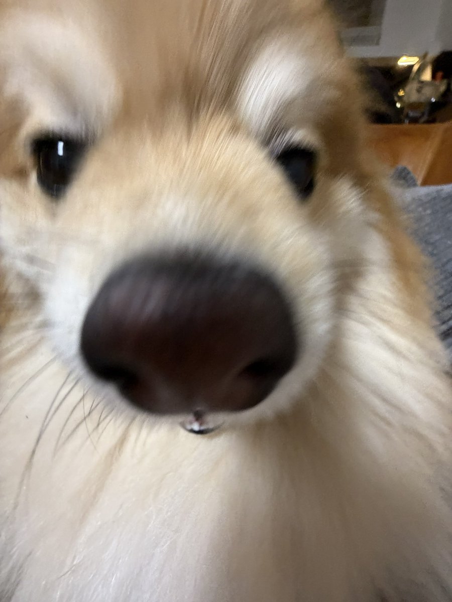 おにゃんこぽん tweet media