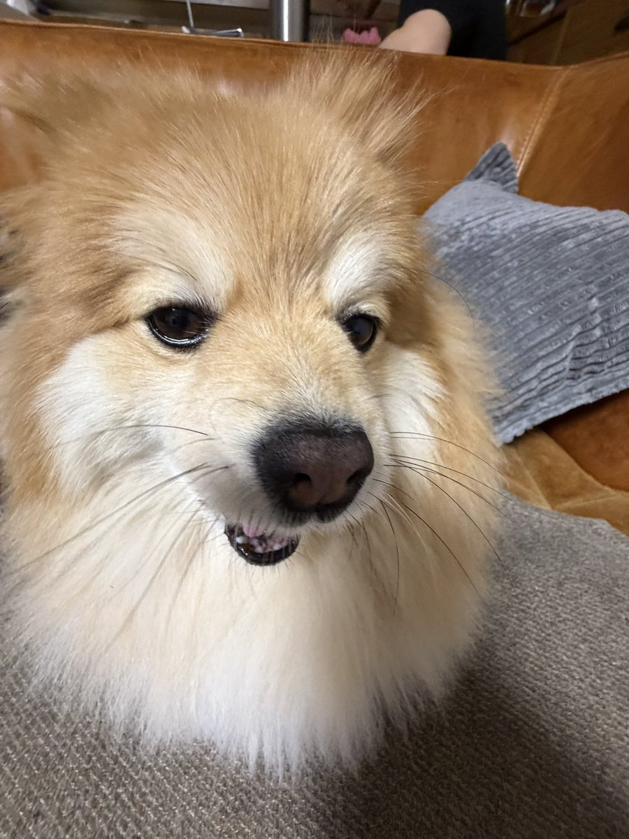 おにゃんこぽん tweet media