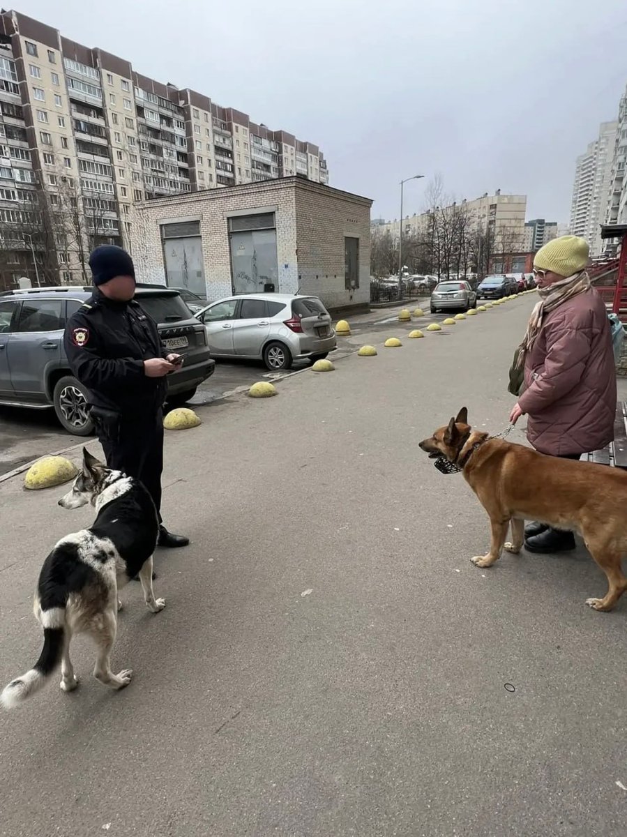Дикий Петербург tweet media