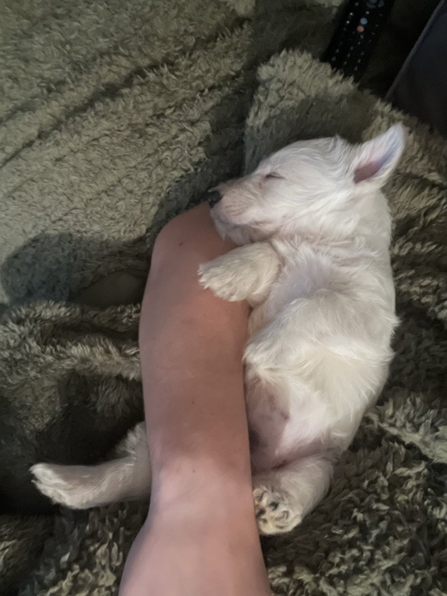 Mark Littlewood-Smart tweet media