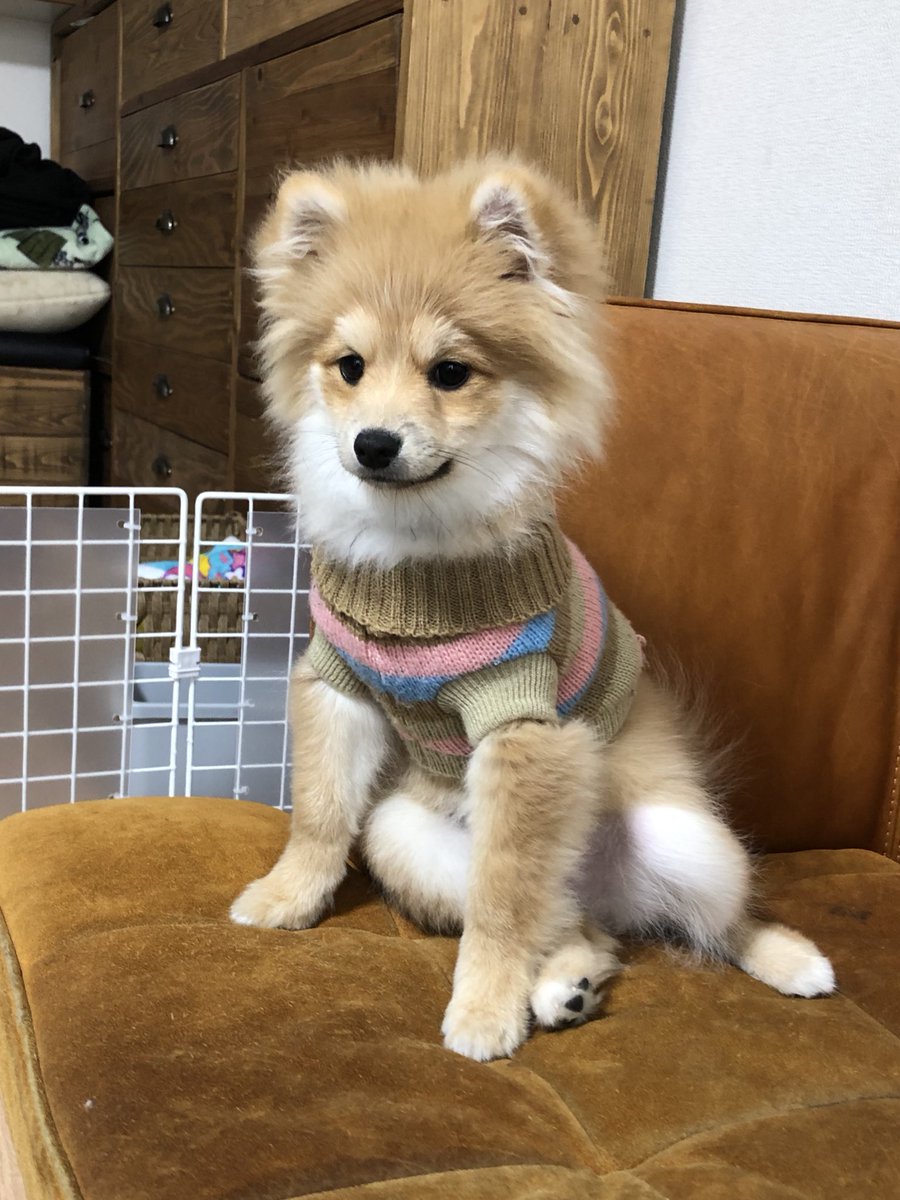 おにゃんこぽん tweet media