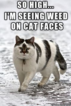 Misti Night tweet media