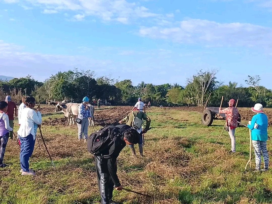 En el Instituto Politécnico Combate de La Estrella, en Bartolomé Masó, #ProvinciaGranma se cultivan varios productos agrícolas. 
#EducaciónGranma #CubaMined 
#ProvinciaGranma 
(Comunicación DGE)