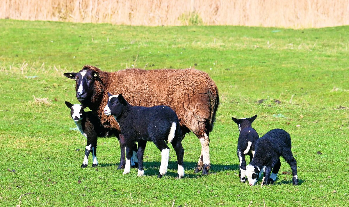 Ed v. Pelt tweet media