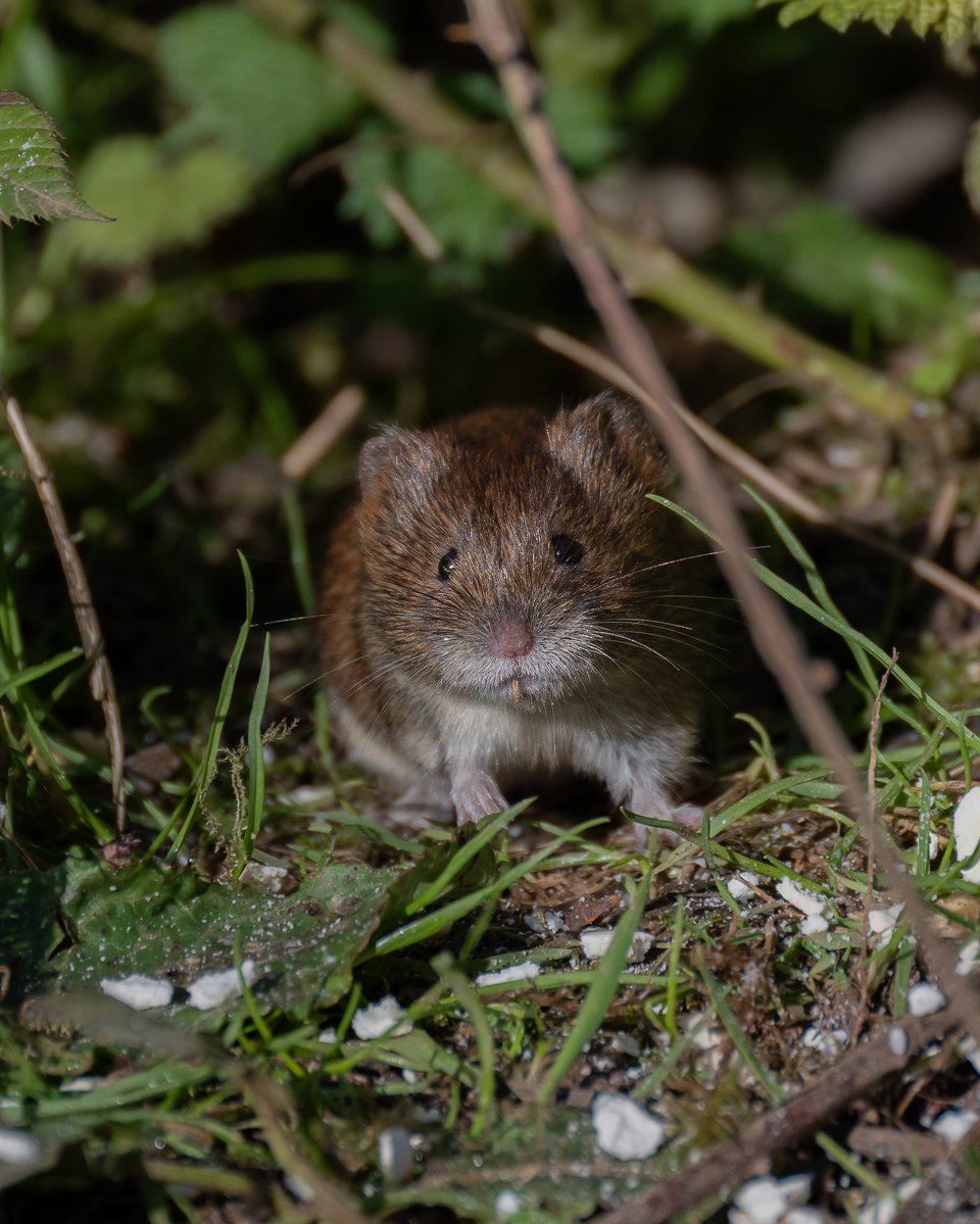 david alan bird tweet media