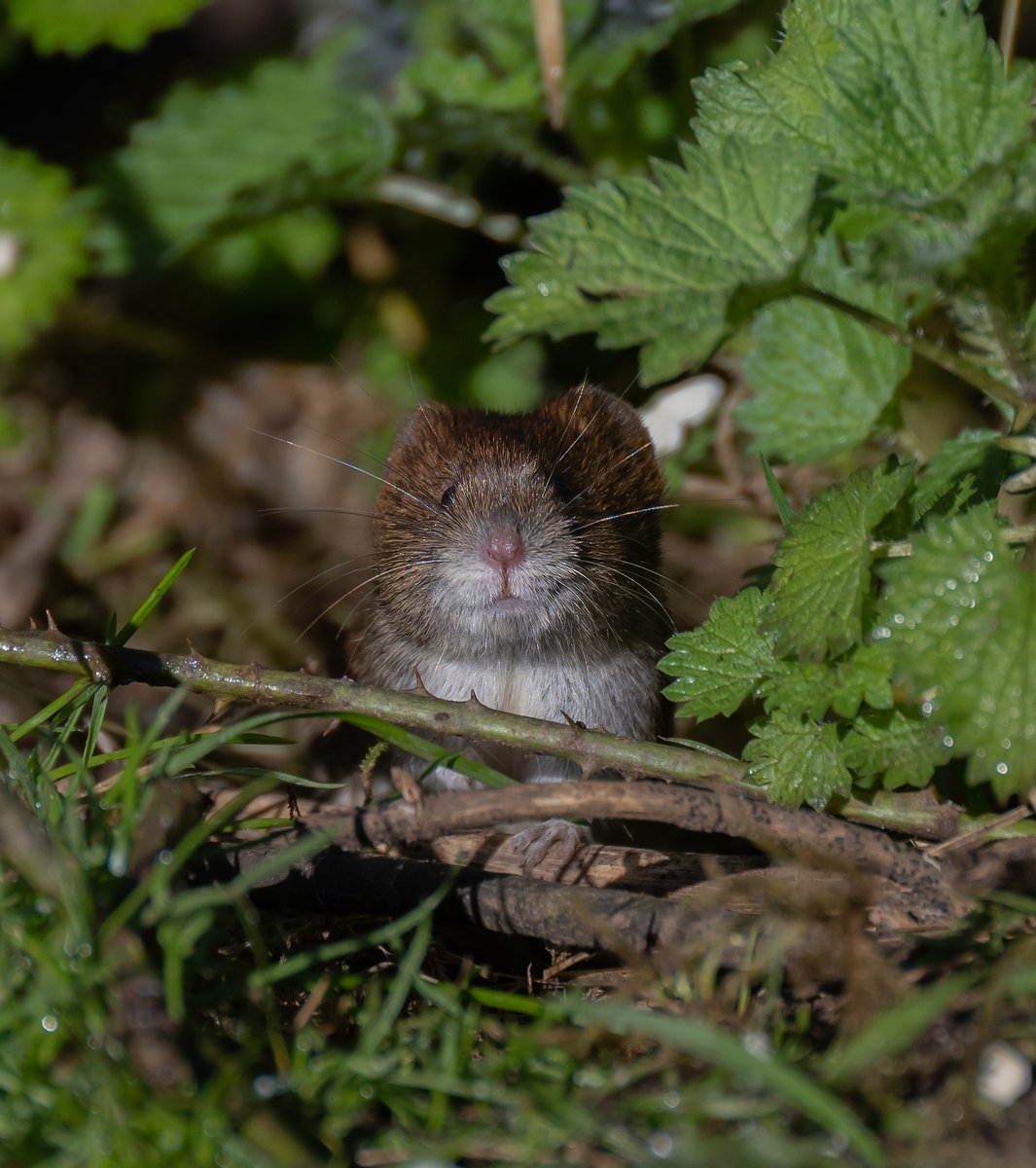 david alan bird tweet media