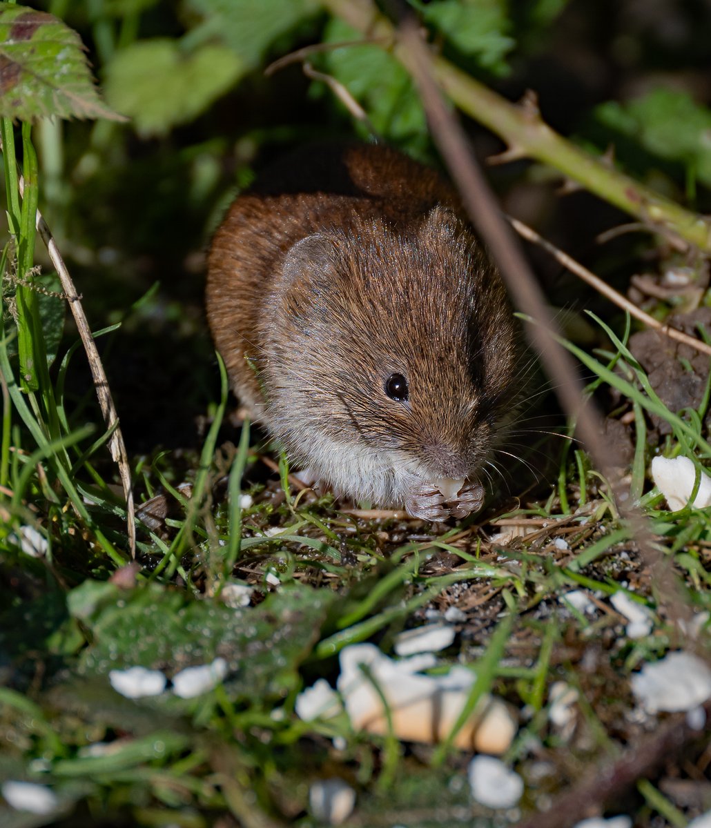 david alan bird tweet media