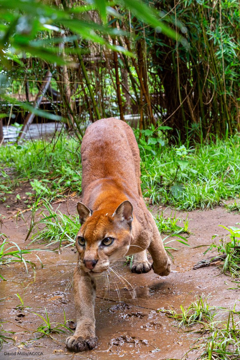 Gamewatchers Safaris tweet media