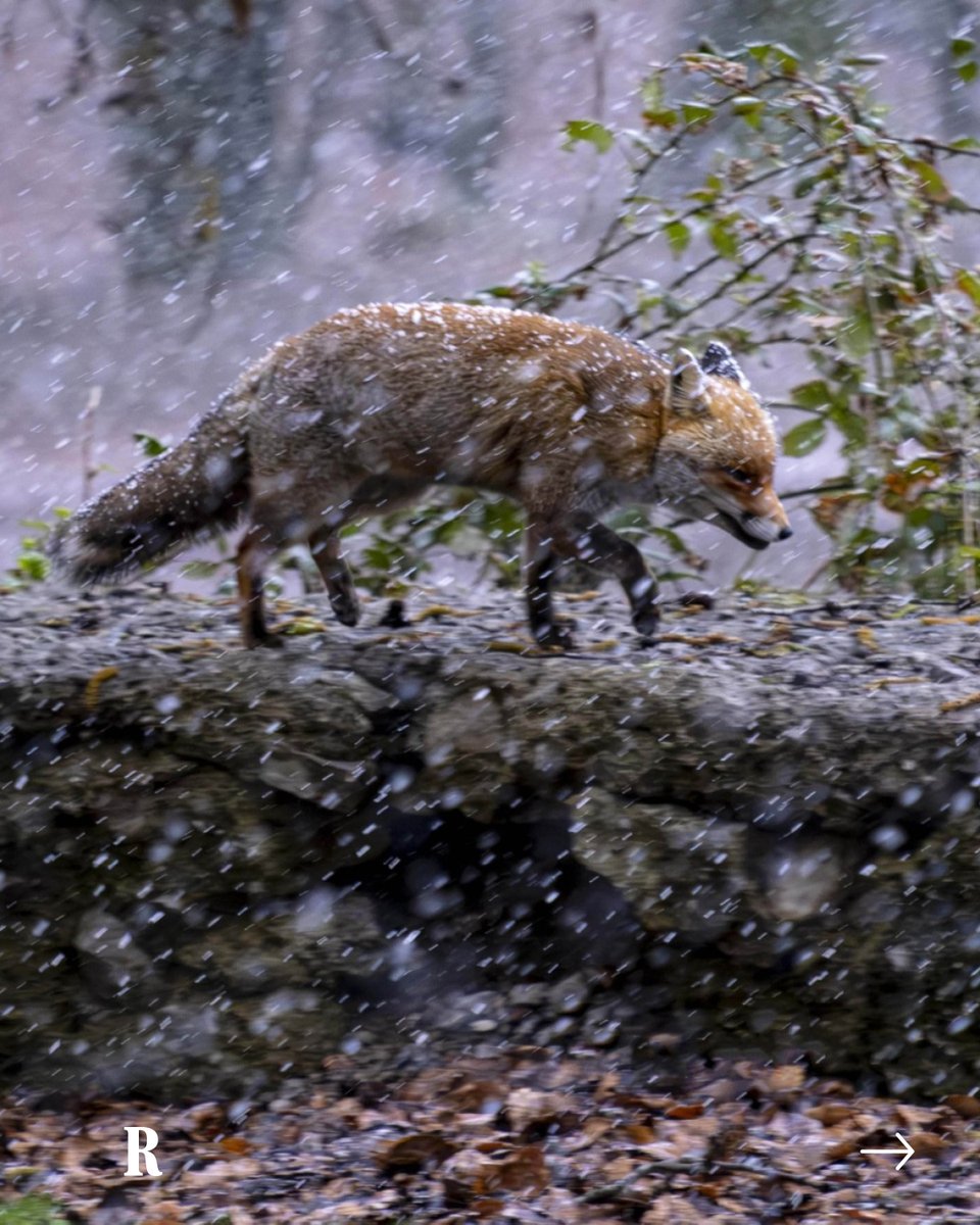 Repubblica tweet media