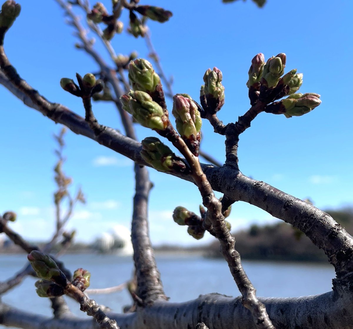 National Mall NPS tweet media
