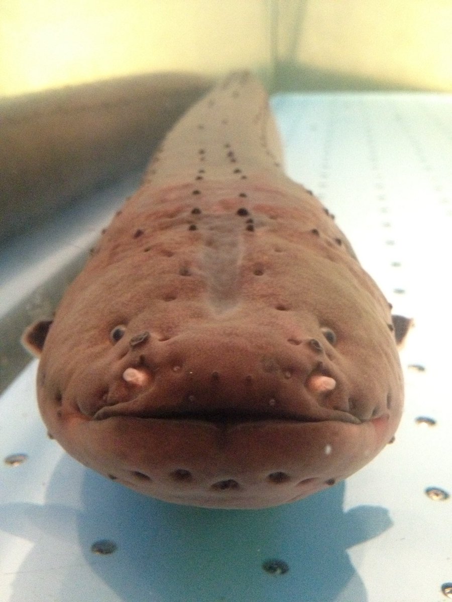 Ｔｉｍ男 tweet media