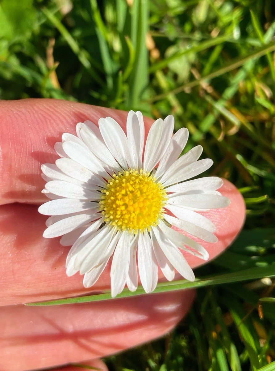 MargaretOC6's tweet image. The #daisies are everywhere 
right now and it’s 15°C today.

#Spring is springing…
 
🤍💛🤍 ☀️