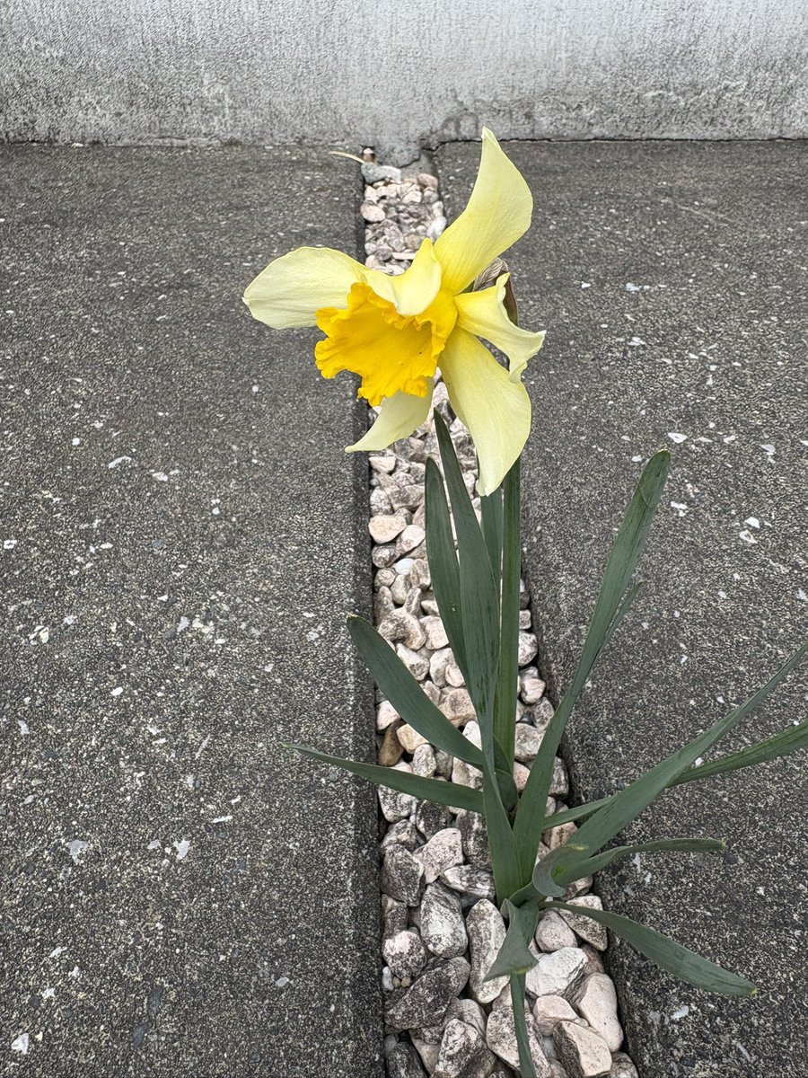 phantom9162000's tweet image. #kmix_life 
また
#kmix_flower
去年と同じ所に
#kmix
咲いた