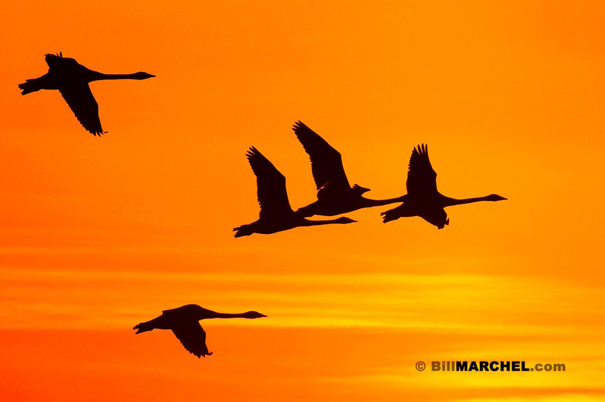 Bill Marchel tweet media