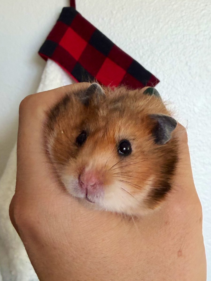 Bobby-San tweet media