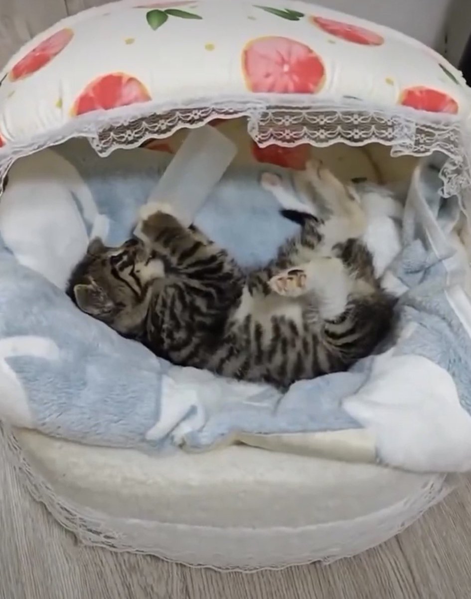 Lady Glam tweet media