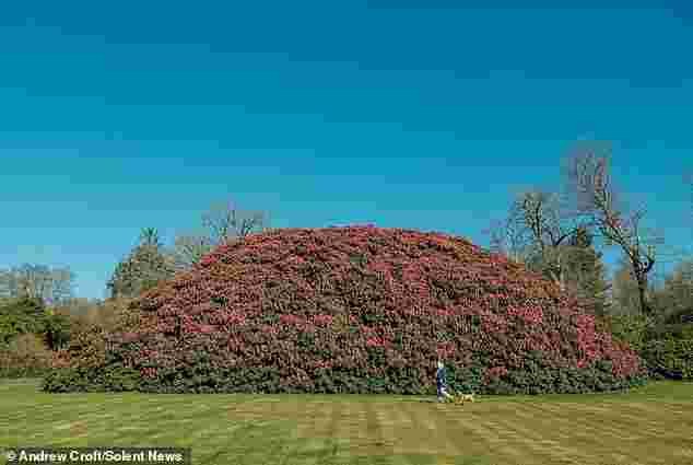 Hans Solo tweet media