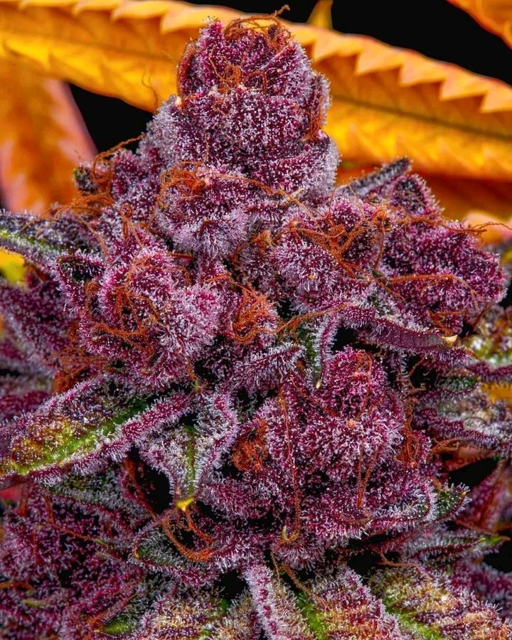 Oregon Bud tweet media