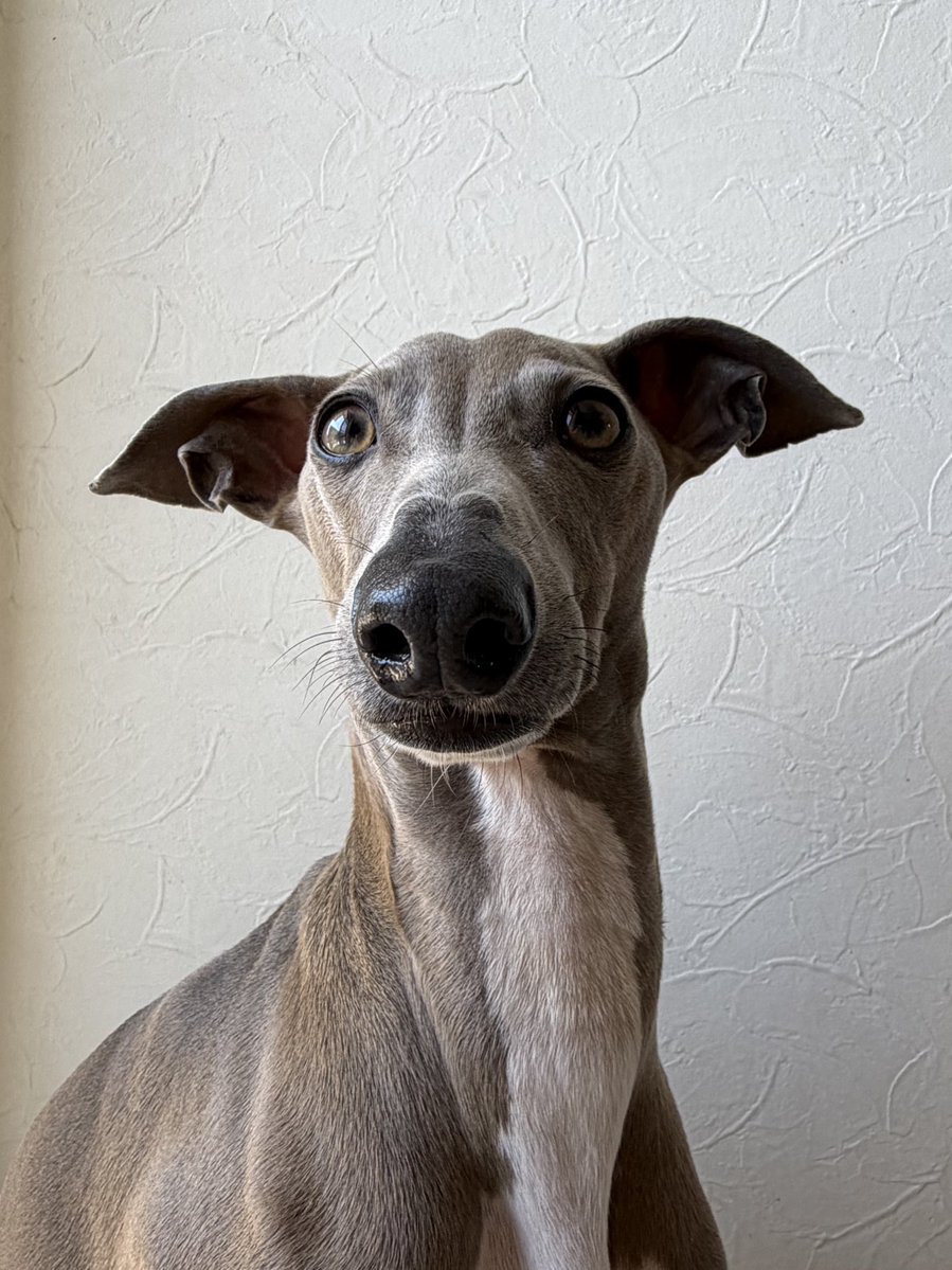 プット tweet media