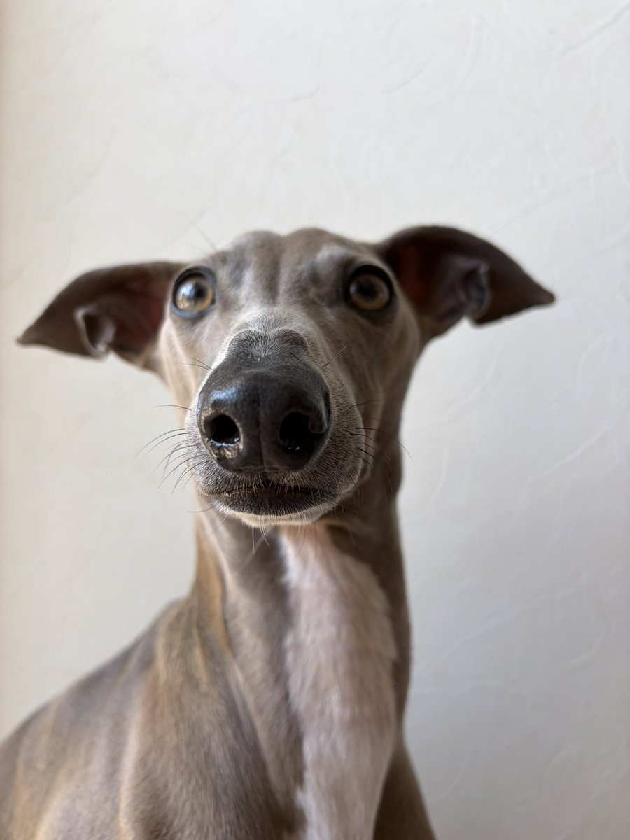 プット tweet media