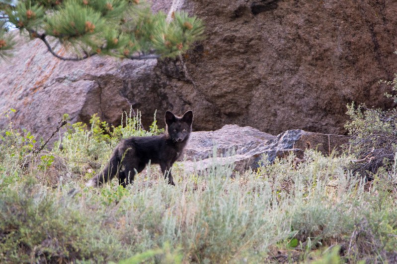 OccasionalFops tweet media