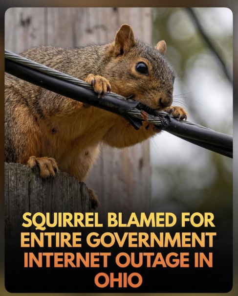 Julia Gordon-Bramer tweet media