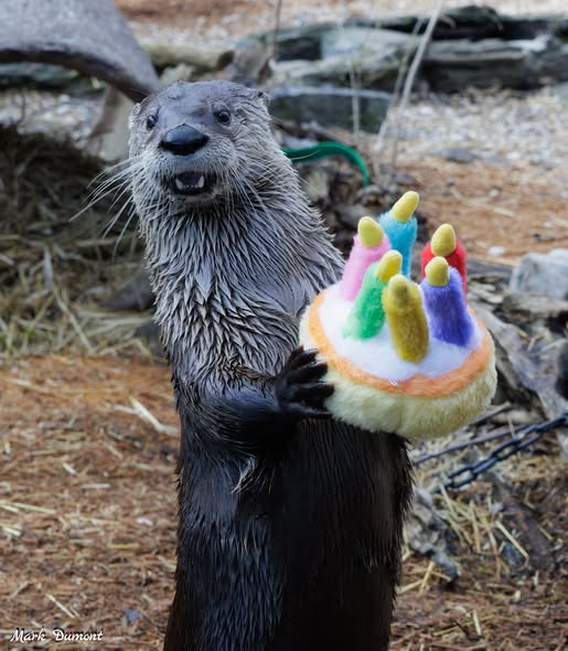 Cincinnati Zoo tweet media