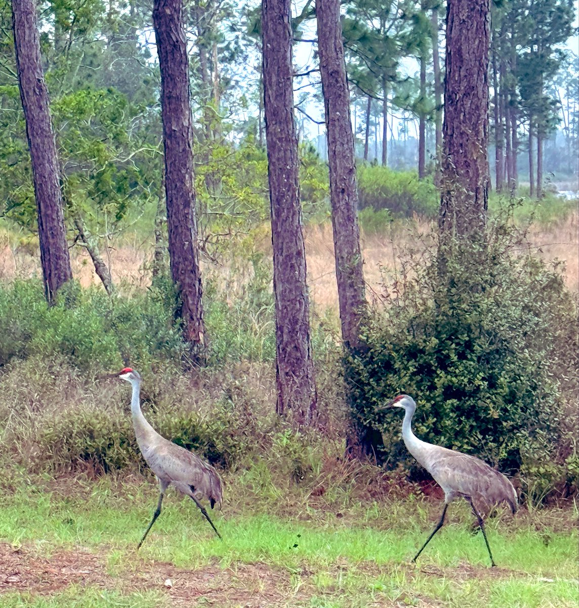 Cat in the Hat tweet media