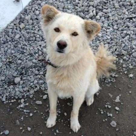 #埼玉県  さいたま市  岩槻区  岩槻区釣上新田  3/17逸走
#白薄茶の中型犬 ♂️ クーちゃん 18歳💦 黄色のベスト
#迷子犬  #迷い犬  綾瀬川  元荒川  越谷市  しらこばと公園  川口市
<a href="/__rabbittimothy/">ウサギが連れ去られました</a> 様まで🙏目撃されたら110番で保護依頼を🙇‍♀️
lostpet.jp/50279