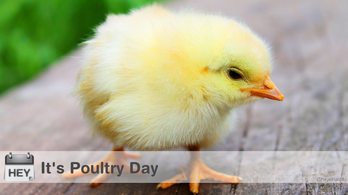 HeyWhatDay tweet media