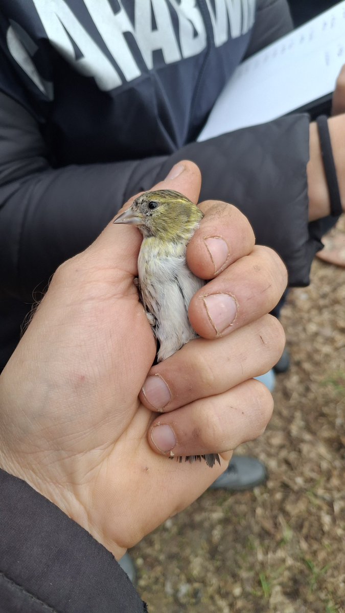 Committee Against Bird Slaughter (CABS) tweet media