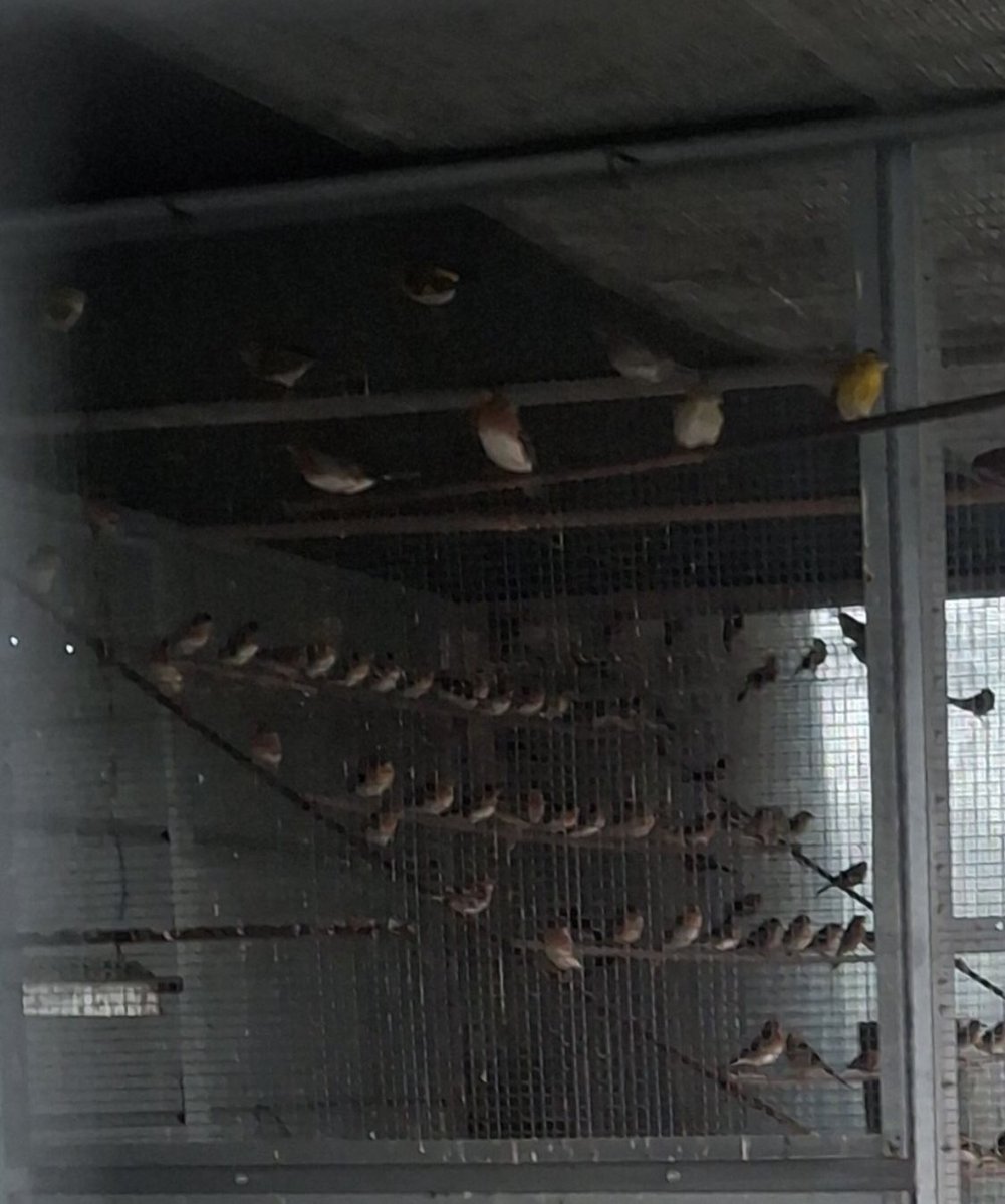 Committee Against Bird Slaughter (CABS) tweet media