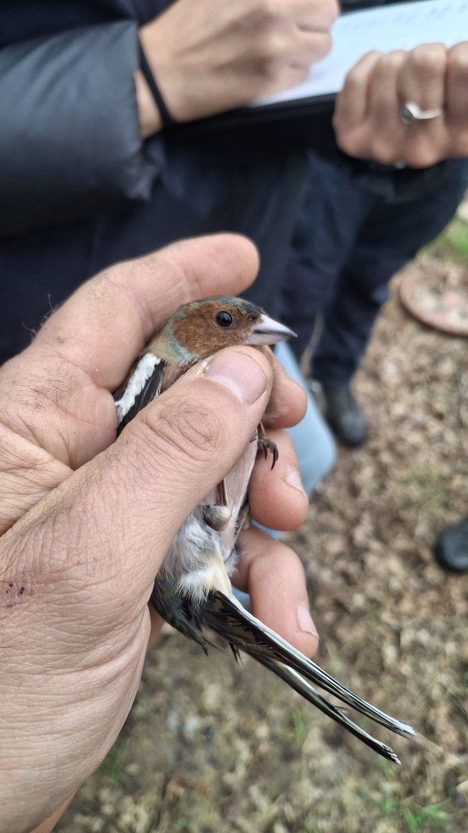 Committee Against Bird Slaughter (CABS) tweet media