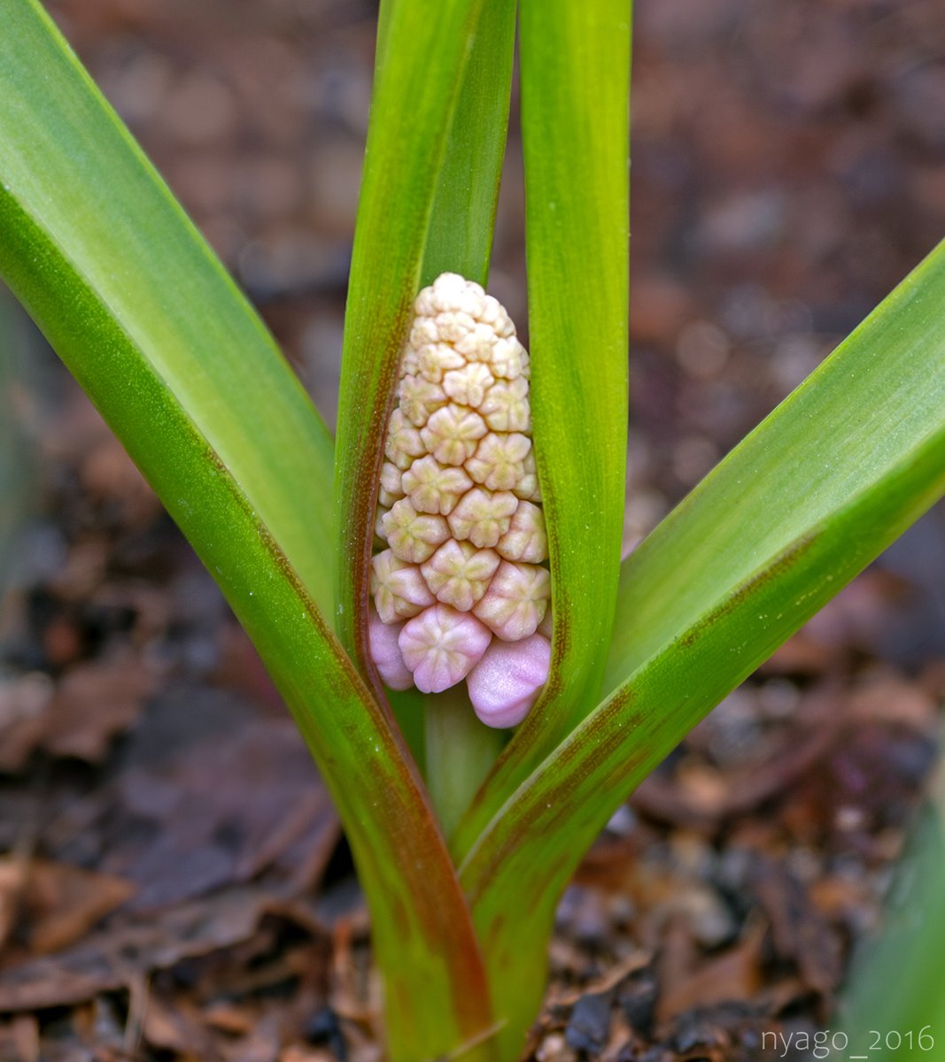 nyago_2016's tweet photo. こんななの🥰
#ムスカリ #ピンクサンライズ #Muscari #花 #flower https://t.co/sKCoNlMmxp