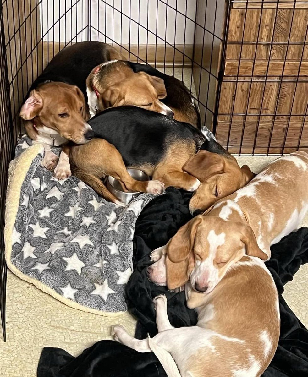 Beagle Lovers And Rescuers Inc. tweet media
