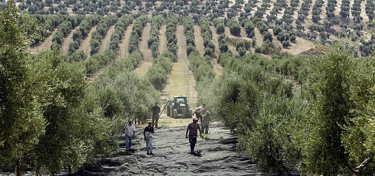 Cooperativas Agro-alimentarias de Andalucía tweet media